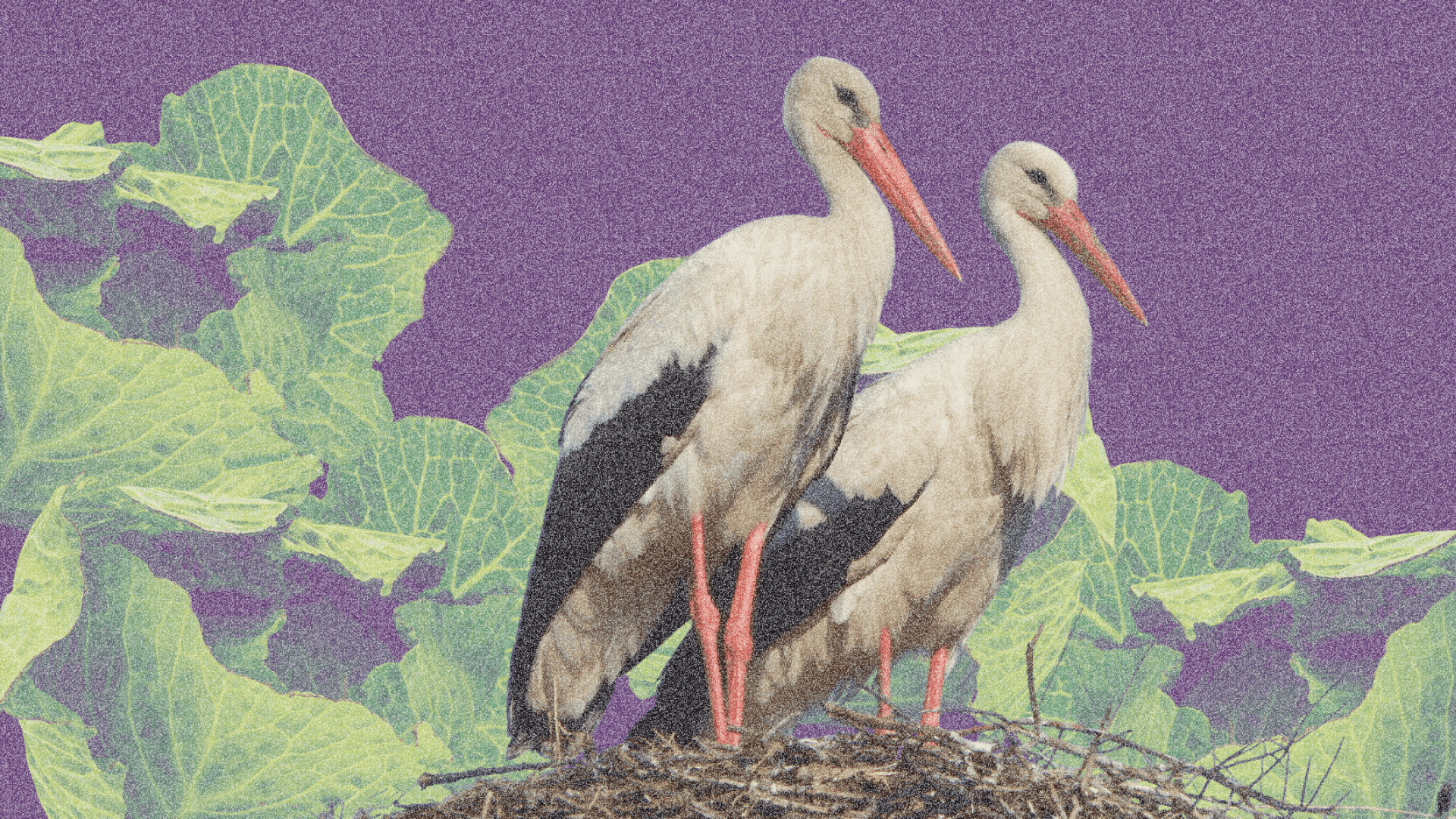 Как рассказать ребенку, откуда берутся дети: советы родителям